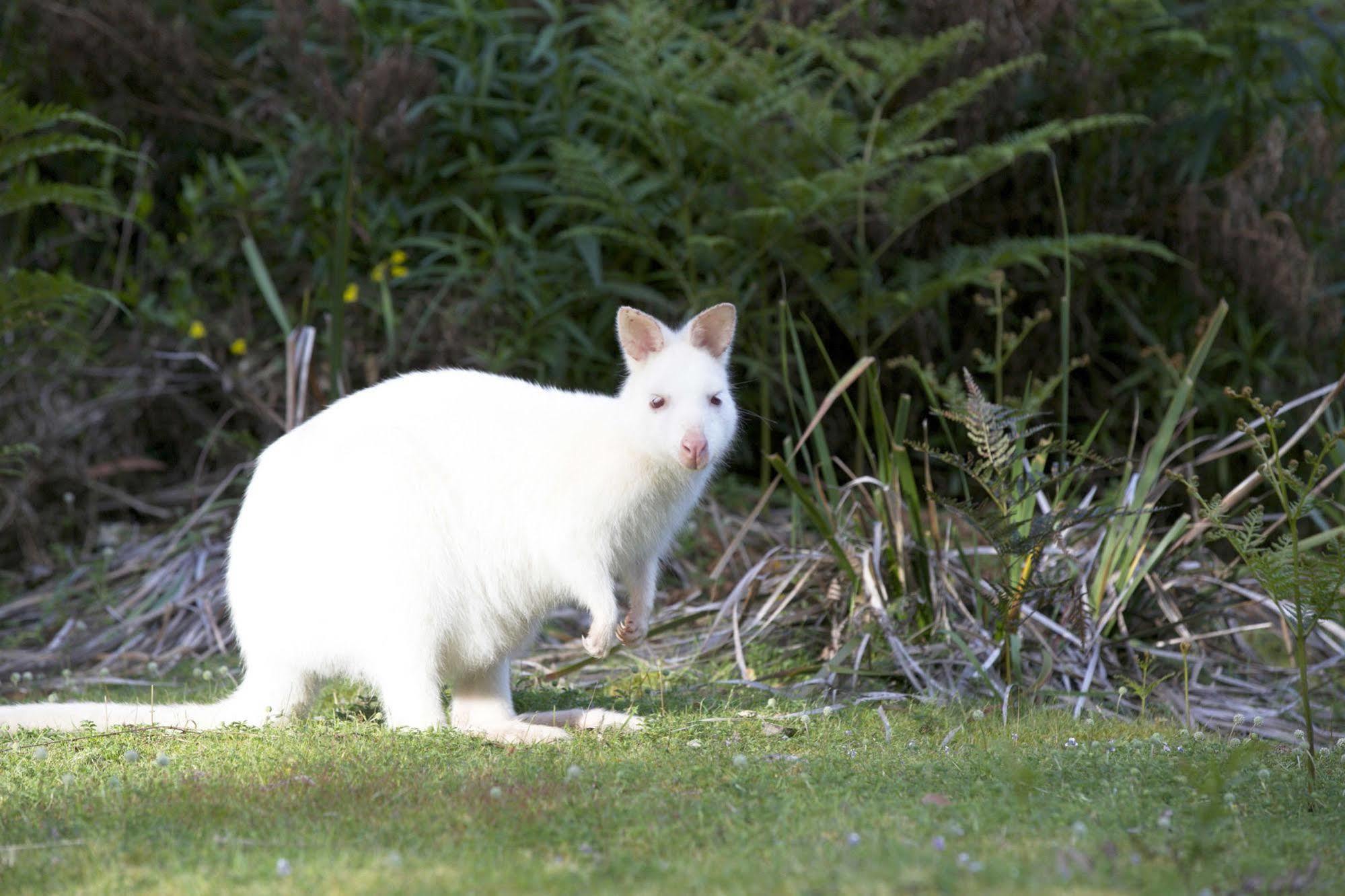 Bruny Island Lodge South Bruny Luaran gambar